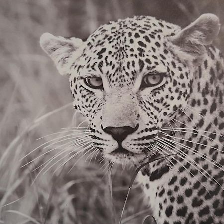 Appartement Animalier à Joigny Extérieur photo