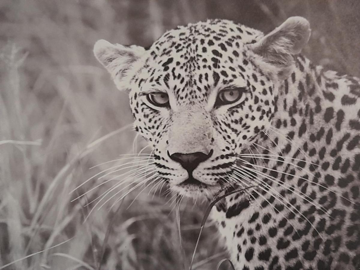 Appartement Animalier à Joigny Extérieur photo